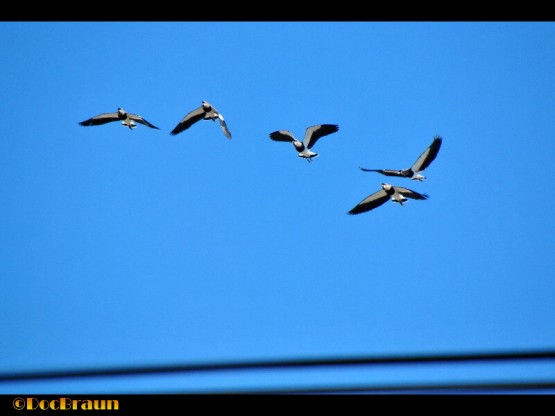 Foto 2/Escuadrilla de vuelo acrobtico `Los Teros`