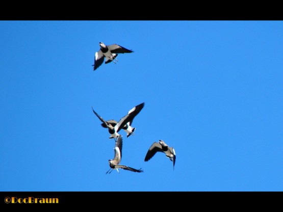 Foto 3/Escuadrilla de vuelo acrobtico `Los Teros`