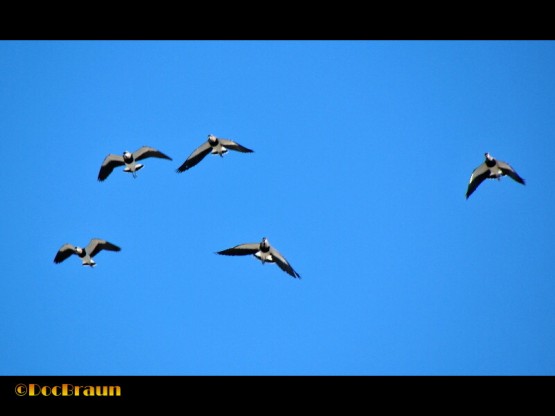 Foto 4/Escuadrilla de vuelo acrobtico `Los Teros`