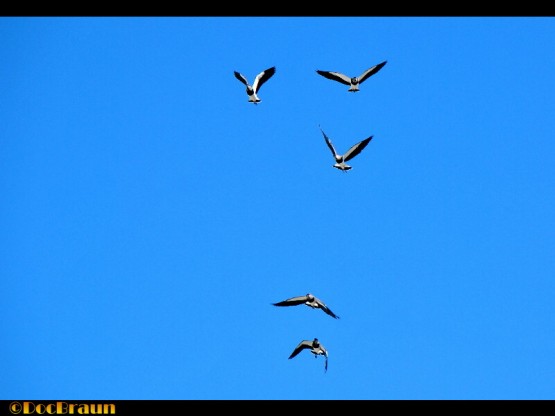 Foto 5/Escuadrilla de vuelo acrobtico `Los Teros`