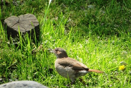 Foto 1/pajaros