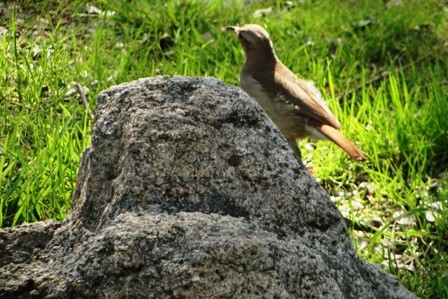 Foto 2/pajaros