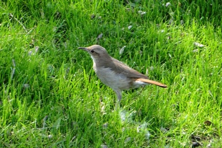 Foto 3/pajaros