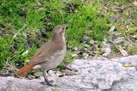 Foto 4/pajaros