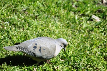 Foto 5/pajaros