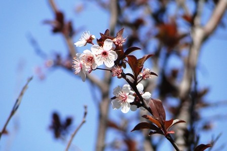 Foto 1/flor de duraznero