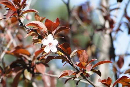 Foto 2/flor de duraznero