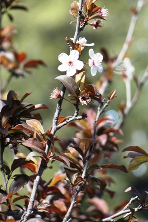 Foto 3/flor de duraznero