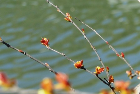 Foto 4/flor de duraznero