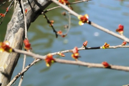 Foto 5/flor de duraznero