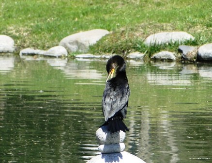 Foto 3/pajaro