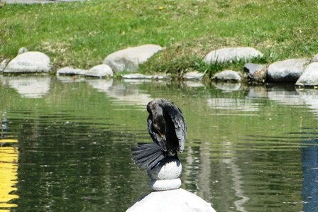 Foto 4/pajaro