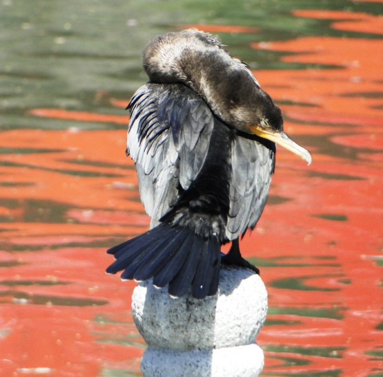 Foto 5/pajaro