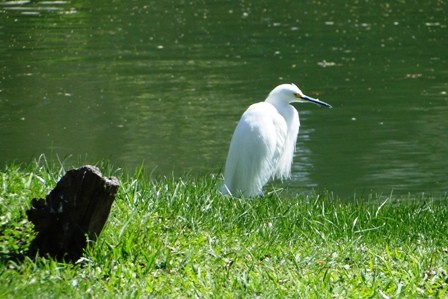 Foto 1/pajaro blanco y negro