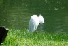 pajaro blanco y negro