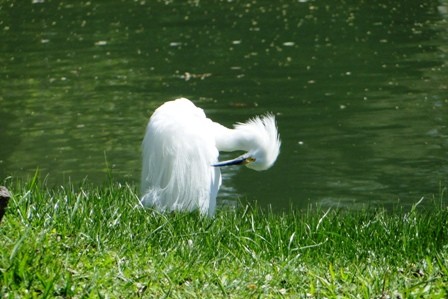 Foto 3/pajaro blanco y negro