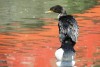 pajaro blanco y negro