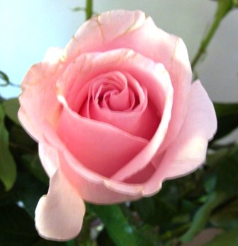 Foto 2/las rosas