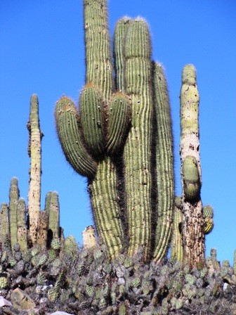 Foto 4/entre purmamarca y tilcara