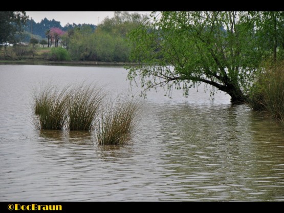 Foto 4/Coas del Lago