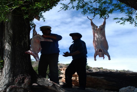 Foto 4/CHIVITOS AL ASADOR