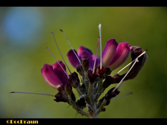 Foto 5/Primavera!