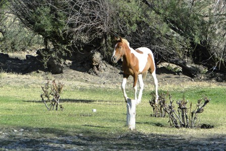 Foto 2/bello caballo