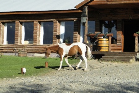 Foto 4/bello caballo