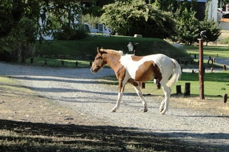 Foto 5/bello caballo