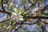 manzanos en flor