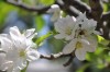 manzanos en flor