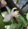 trabajando por la primavera