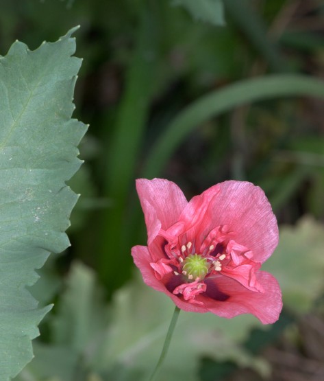 Foto 5/Mis primeras amapolas