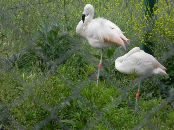 Foto 2/en el zoo