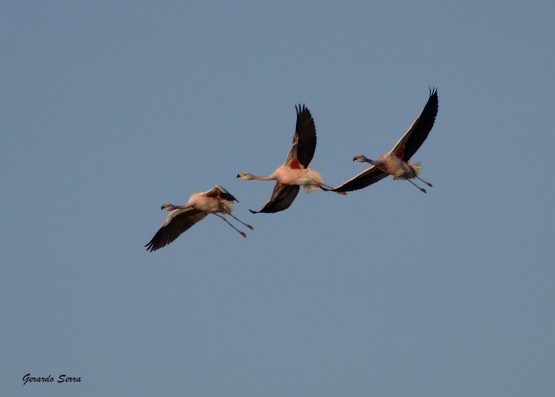 Foto 1/Amigos del aire