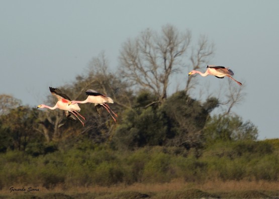 Foto 4/Amigos del aire