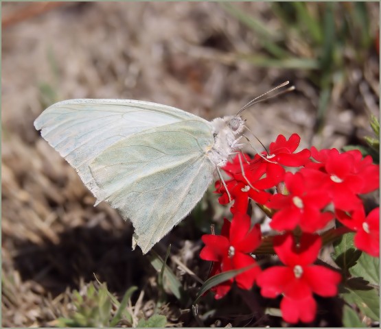 Foto 1/Mariposa que comi... vol