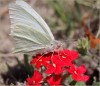 Mariposa que comi... vol