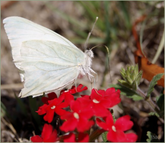 Foto 3/Mariposa que comi... vol