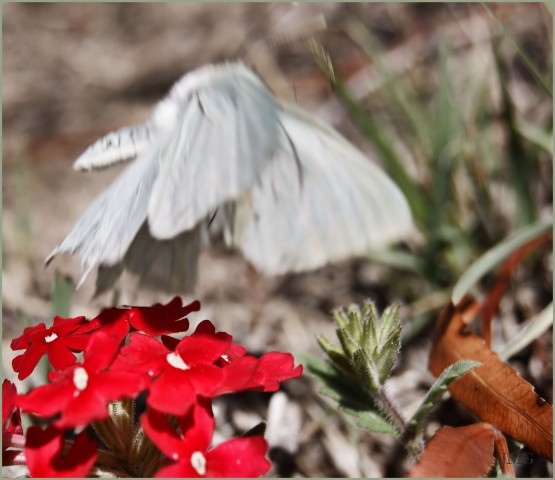 Foto 4/Mariposa que comi... vol