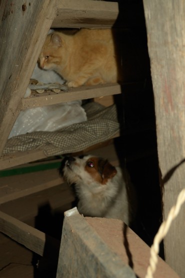 Foto 4/Como Perro & Gato (keke-Chatruc)