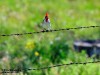 Aves de Chajar