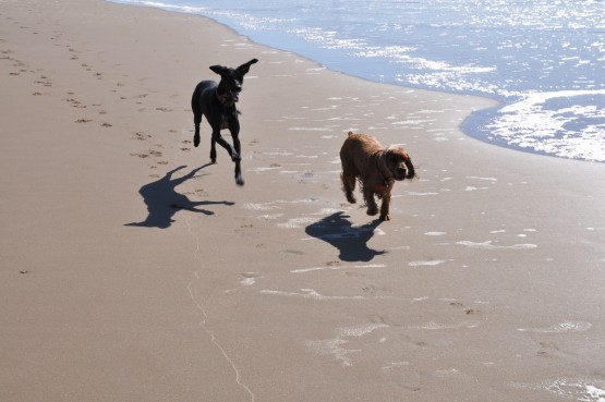 Foto 4/solos, libre y enamorados en la playa.....