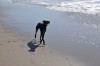 solos, libre y enamorados en la playa.....