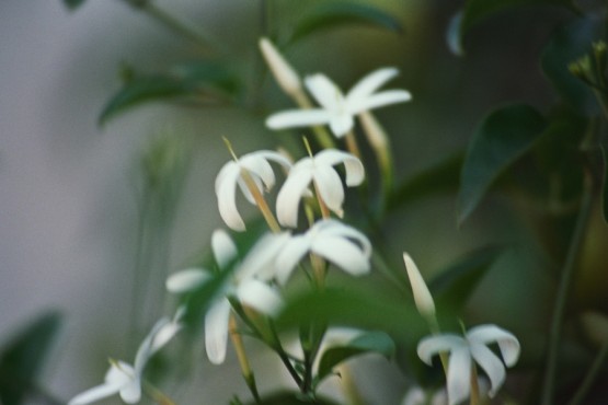 Foto 1/flores en macro.