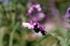 flores en macro.