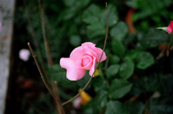 Foto 4/flores en macro.