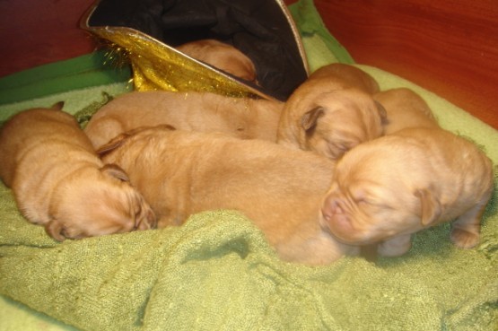 Foto 4/mis cachorros