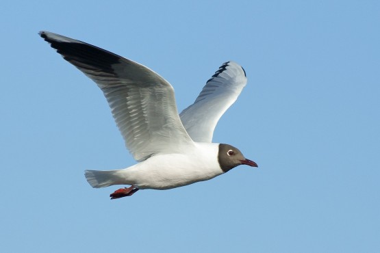 Foto 1/Gaviota