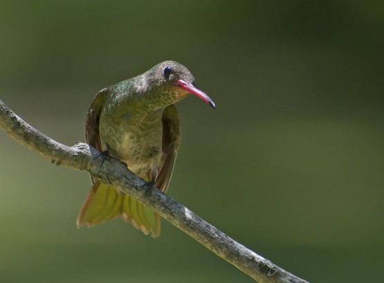 Foto 1/posados